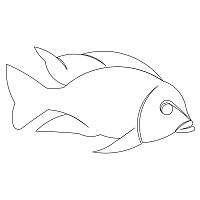 cichlid 003